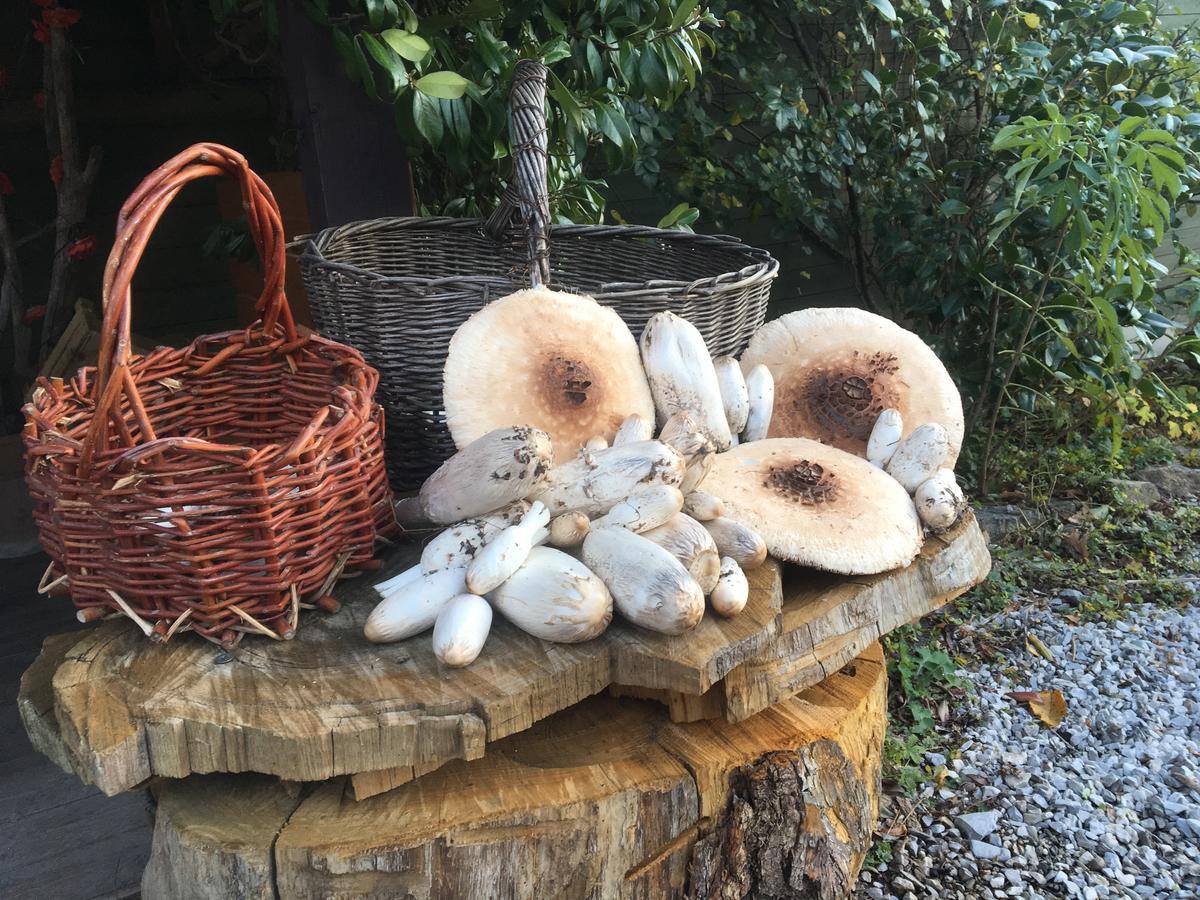 Agriturismo Il Mulino Stibiveri Pokój zdjęcie